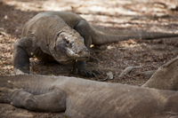 Komodo Dragon Rinca Island